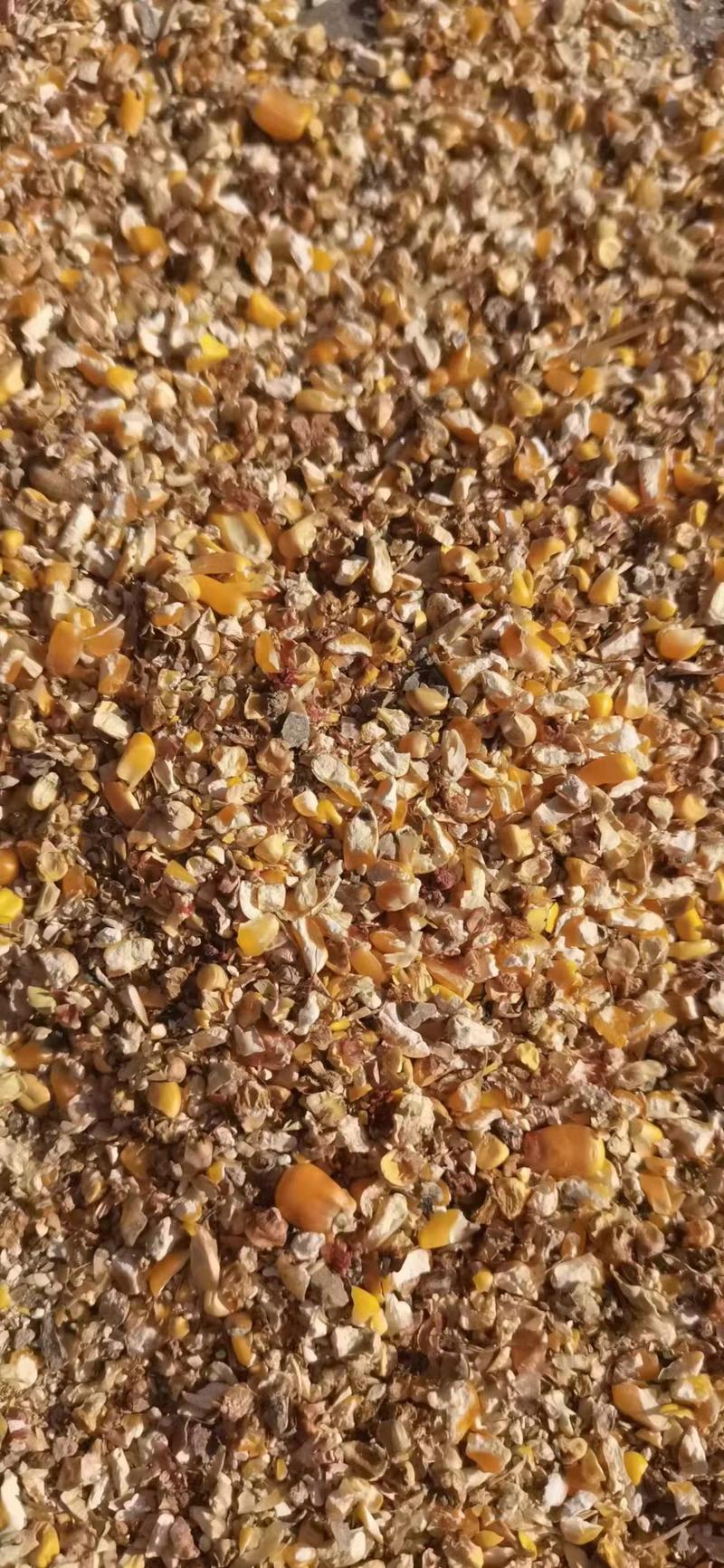 碎玉米玉米下脚料玉米漏适合鸡鸭鹅养殖使用无土无沙水分12