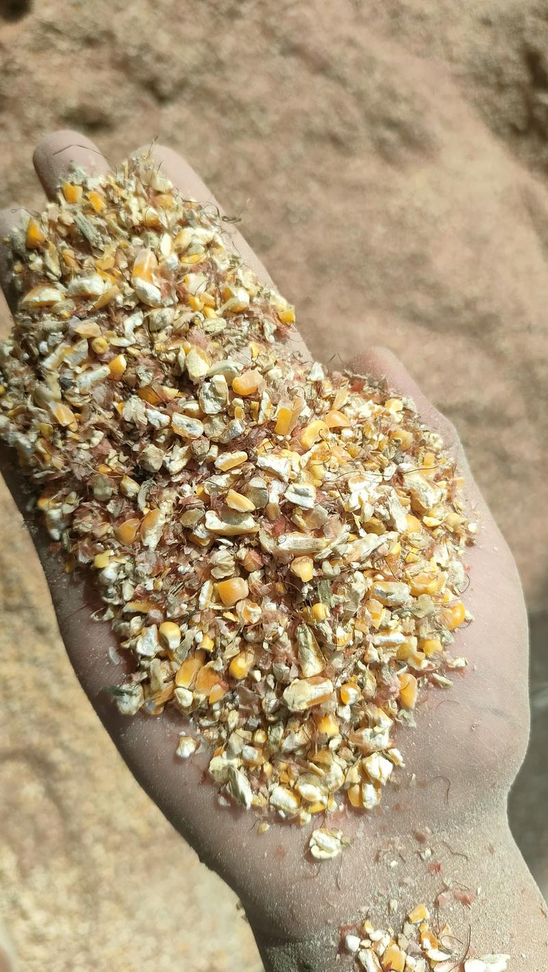 碎玉米玉米下脚料玉米漏适合鸡鸭鹅养殖使用无土无沙水分12