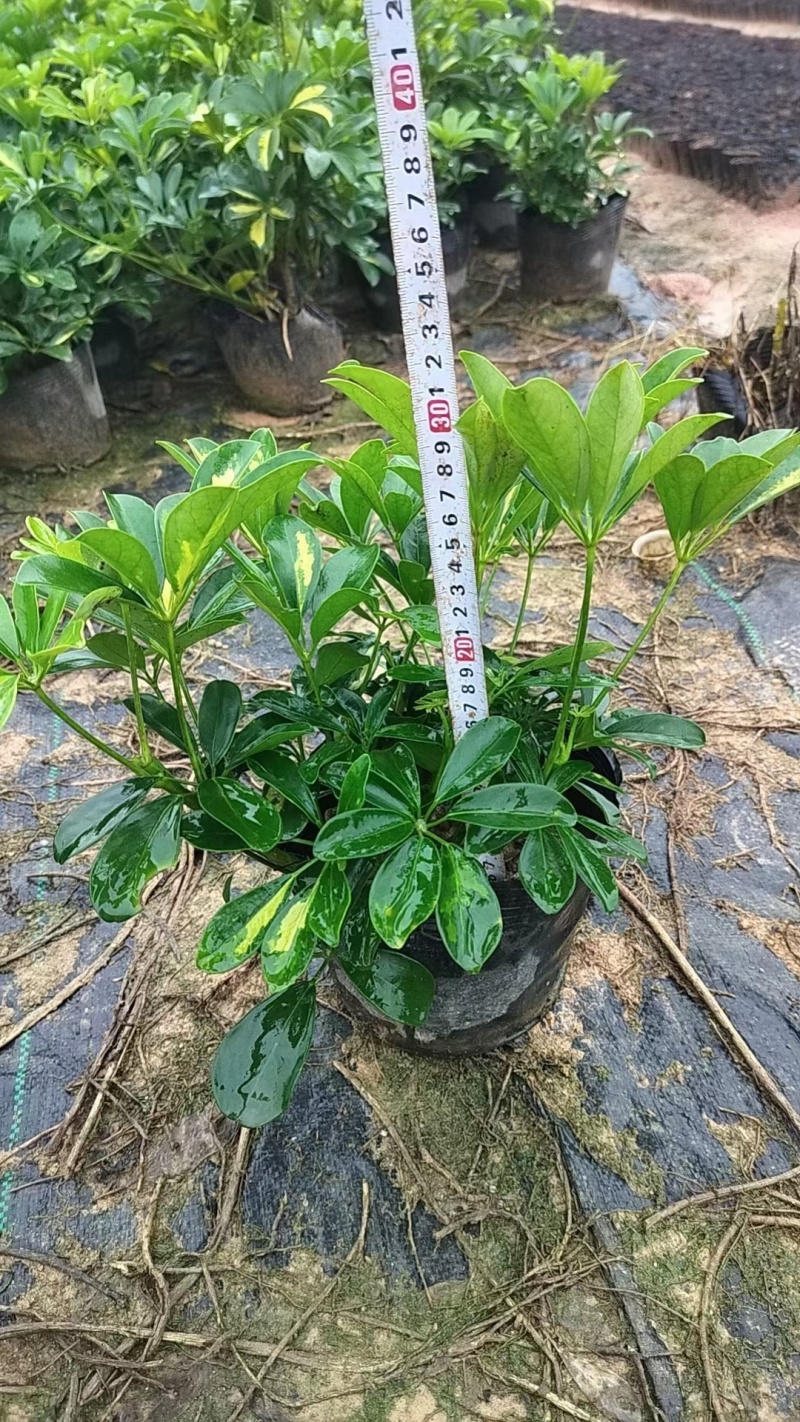 鸭脚木，厂地直供大量供应，欢迎选购