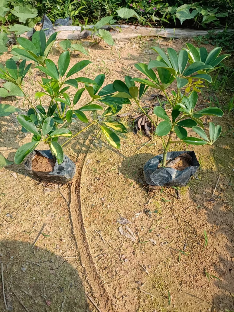 鸭脚木，厂地直供大量供应，欢迎选购