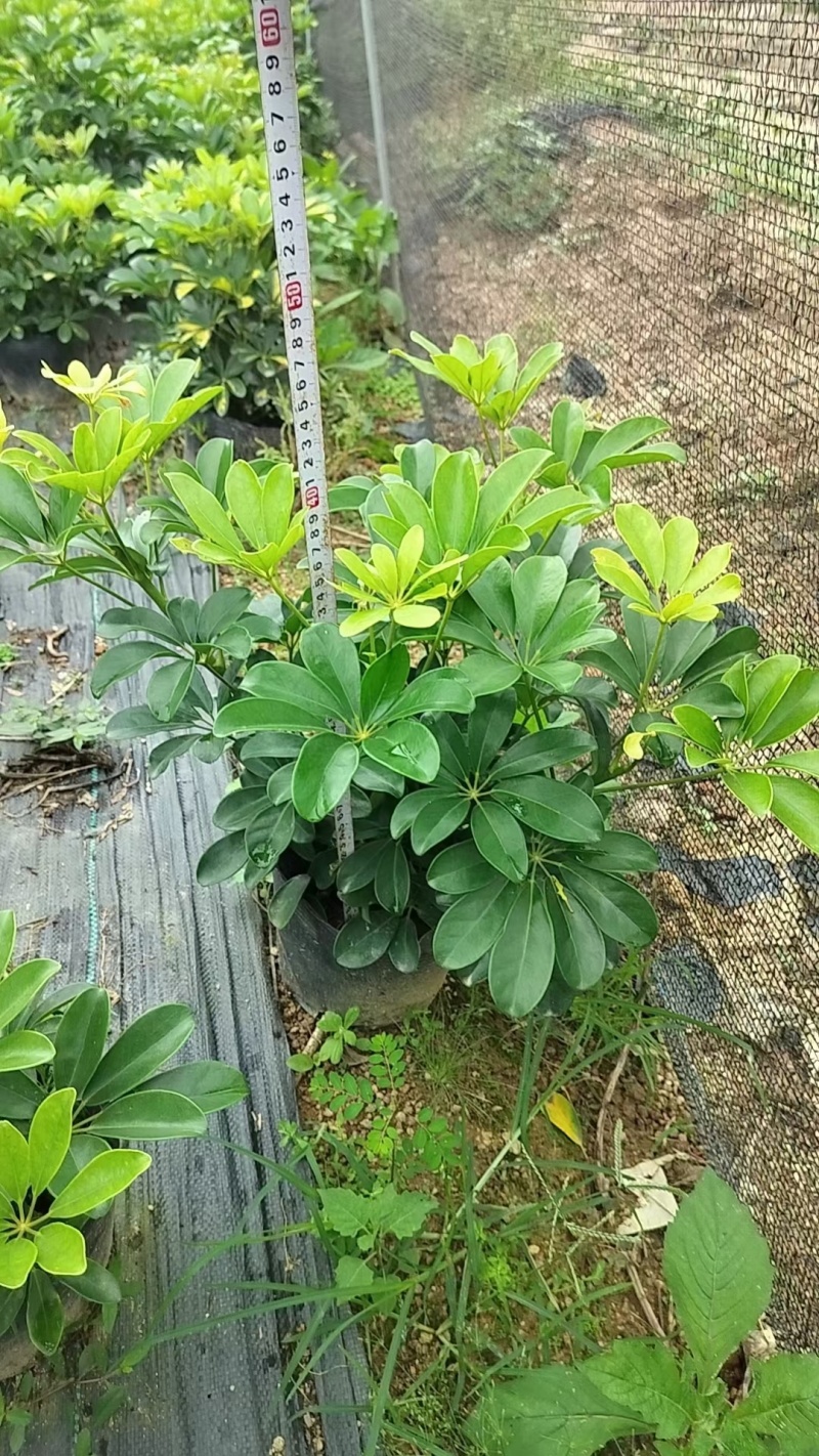 鸭脚木，厂地直供大量供应，欢迎选购