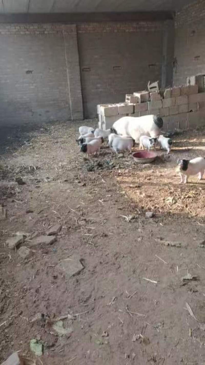 巴马香猪小猪仔十多斤的出售