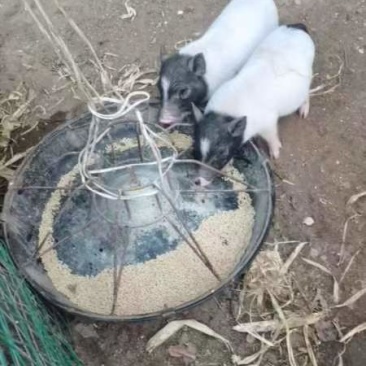 巴马香猪小猪仔十多斤的出售