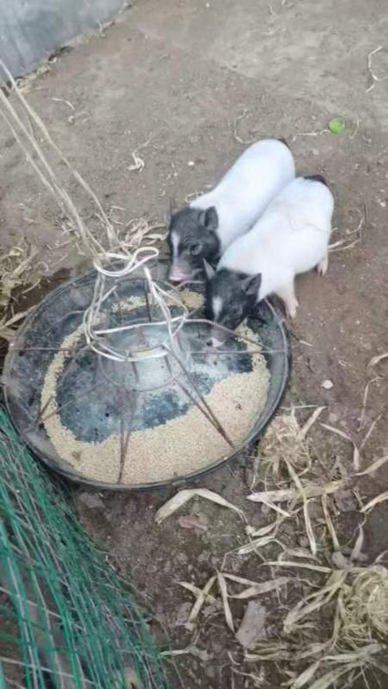 巴马香猪小猪仔十多斤的出售