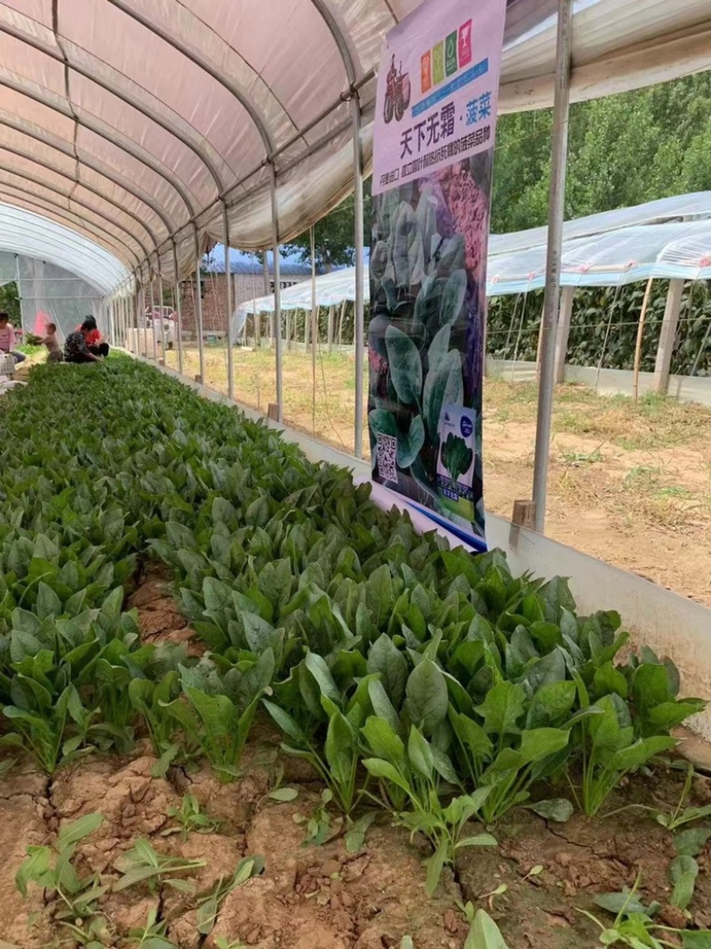 拖车头天下无双菠菜种子丹麦进口品种，耐热种子