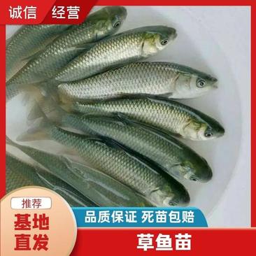 《贵州草鱼苗批发》草鱼苗优质鱼种产地出售货到付款