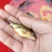 黄鲤鱼，贵州本地荷包鲤又名稻花鱼