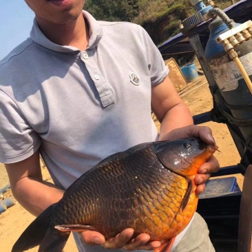 黄鲤鱼，贵州本地荷包鲤又名稻花鱼