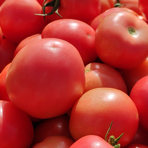 沙瓤西红柿一件，一件也接，价格实惠
