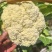 精品花菜产地直供一手货源长期大量稳定供货欢迎合作