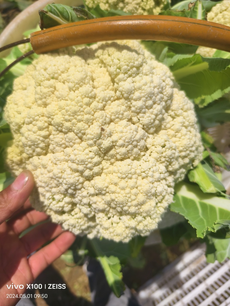 精品花菜产地直供一手货源长期大量稳定供货欢迎合作