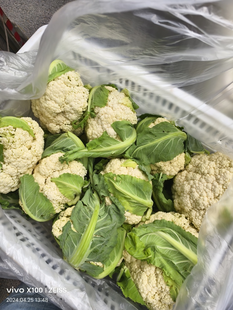 精品花菜产地直供一手货源长期大量稳定供货欢迎合作