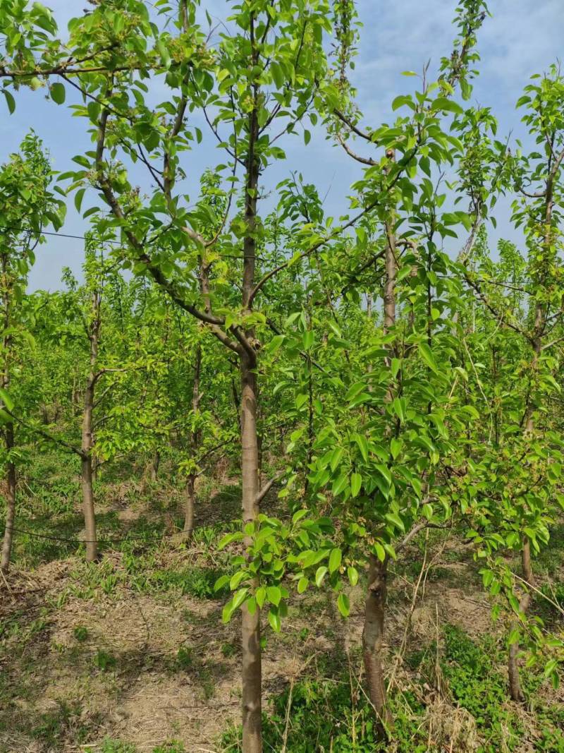 卖西洋梨树树苗，满四年以上，已结果