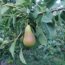 卖西洋梨树树苗，满四年以上，已结果