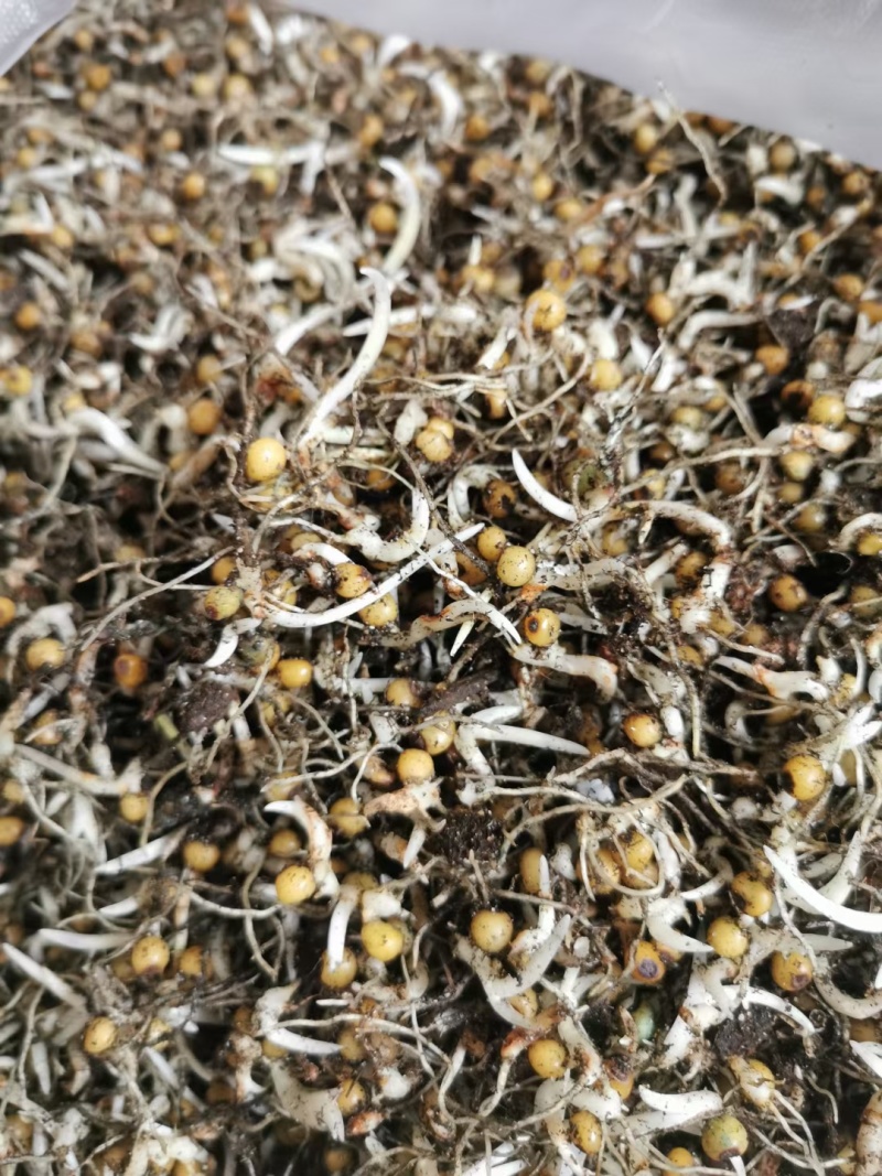 黄精催芽种子多花姜型高杆不倒苗甜黄精催芽种子新鲜优质品种