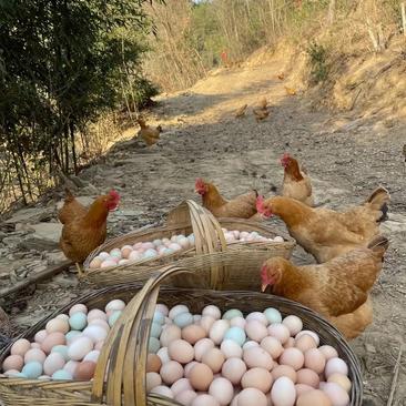 安徽皖南树林散养土鸡蛋自己找虫吃营养健康