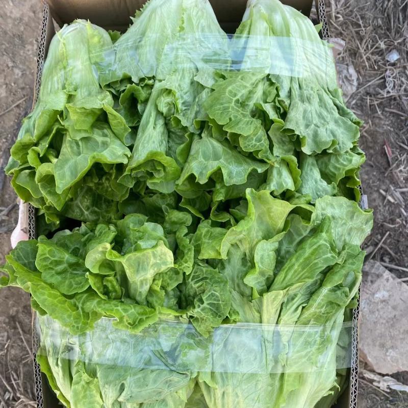 【甄选】生菜意大利生菜全国产地代收代发诚信商家保质保量