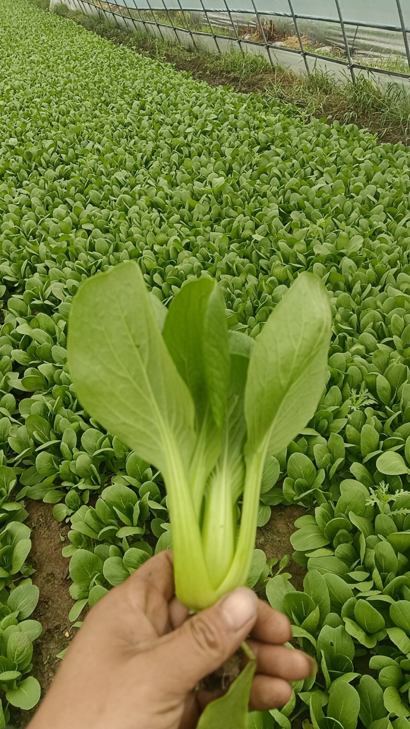 精品小科菜，上海青