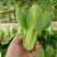 精品小科菜，上海青