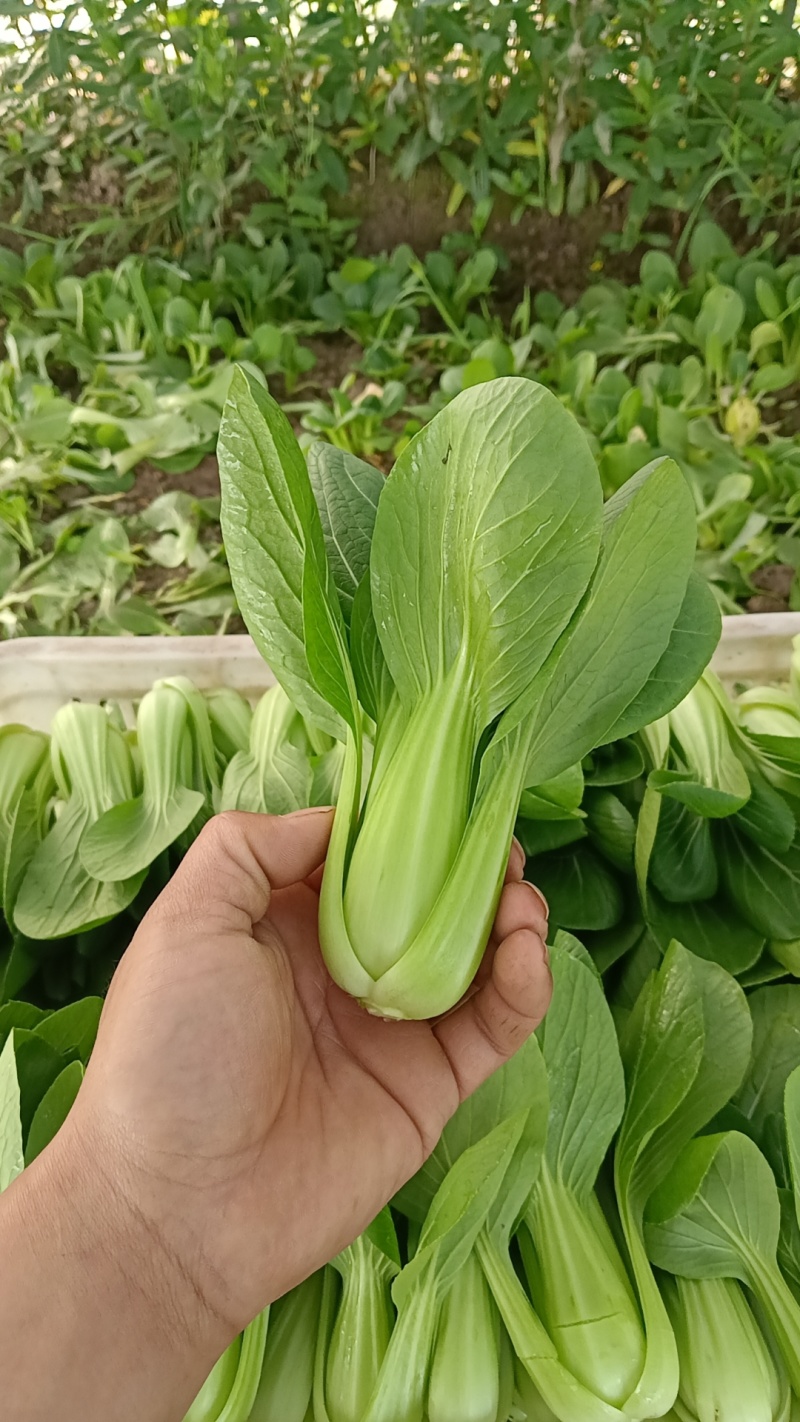 精品小科菜，上海青