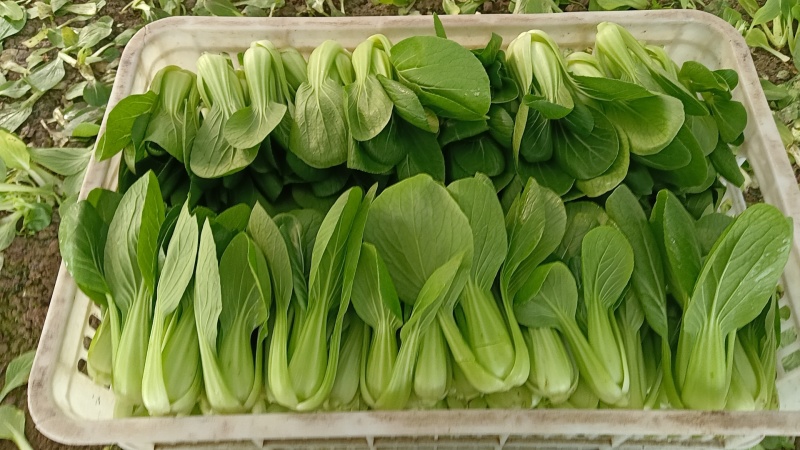 精品小科菜，上海青