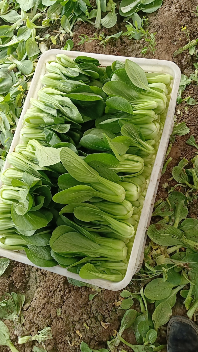 精品小科菜，上海青