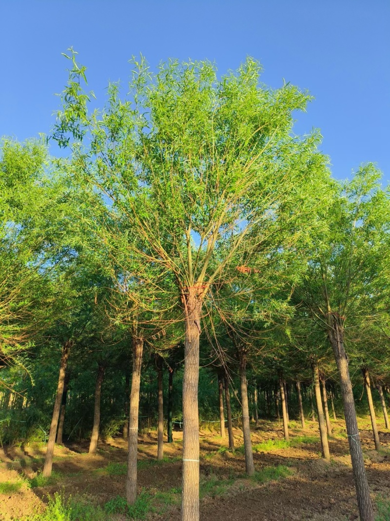 河北定州馒头柳金丝垂柳旱柳乔灌木柳树一手货源基地直发