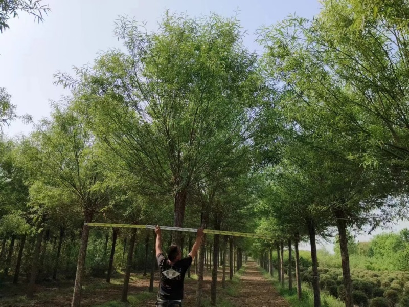 河北定州馒头柳金丝垂柳旱柳乔灌木柳树一手货源基地直发