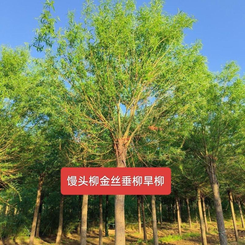 河北定州馒头柳金丝垂柳旱柳乔灌木柳树一手货源基地直发