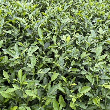枳橙苗，枳橙大苗，积橙苗，质好价优欢迎电联