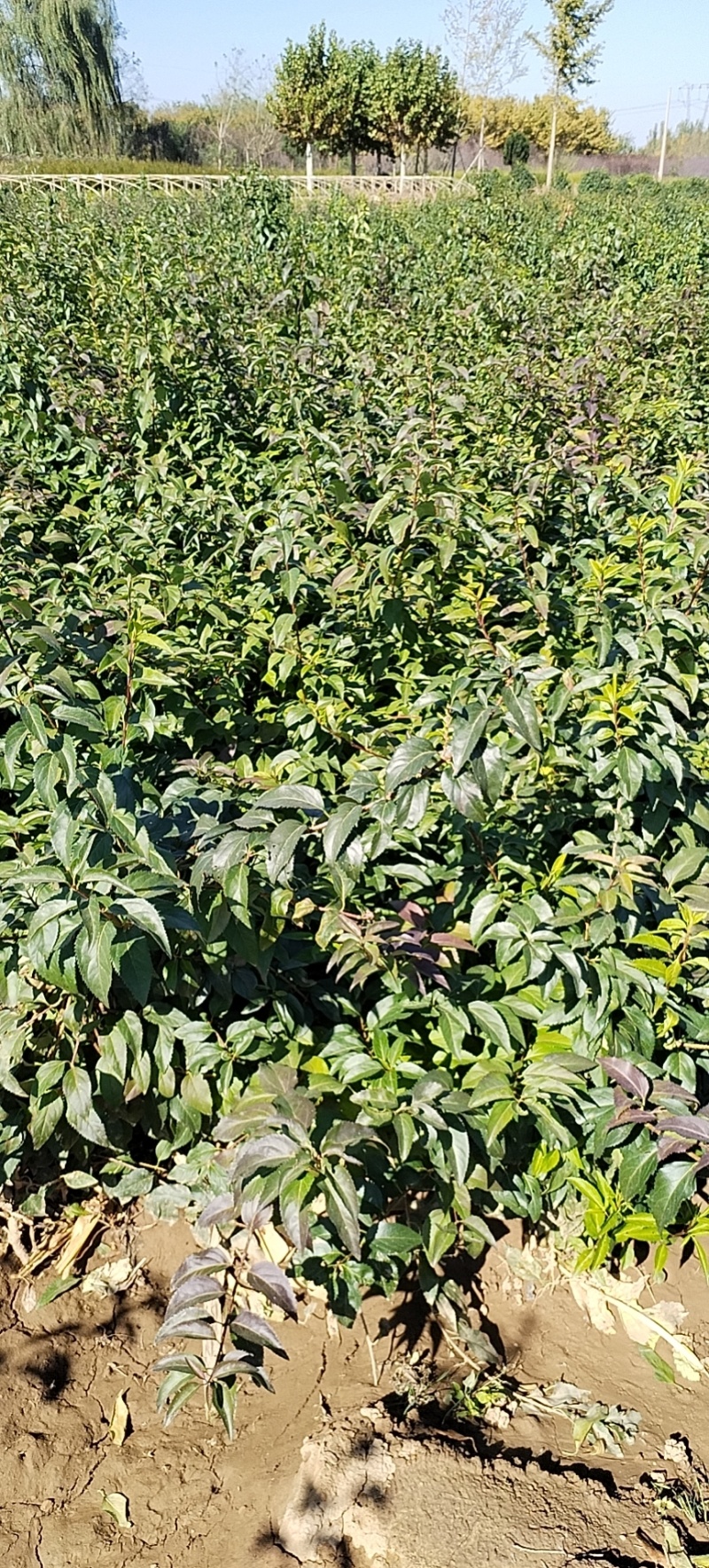河北定州金钟连翘东北直立连翘倒挂金钟连翘球一手货源基地直发