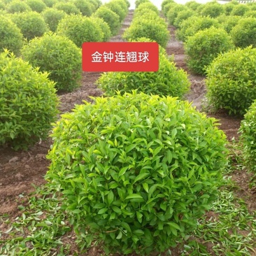 河北定州金钟连翘东北直立连翘倒挂金钟连翘球一手货源基地直发