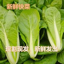 快菜青菜曹县万亩蔬菜基地一手货源全国发货电商档口市场价格