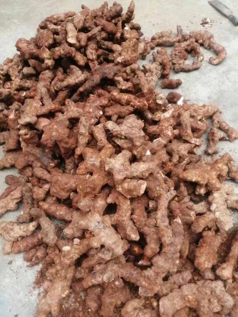 【优选】新鲜茯苓/本地白肉土茯苓，质量新鲜，规格齐全