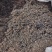海藻山东水洗干货小粒含量高量大从优