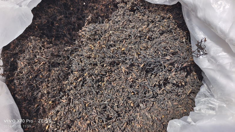 海藻山东水洗干货小粒含量高量大从优