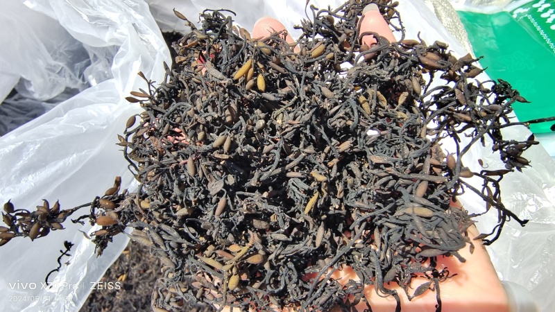 海藻山东水洗干货小粒含量高量大从优