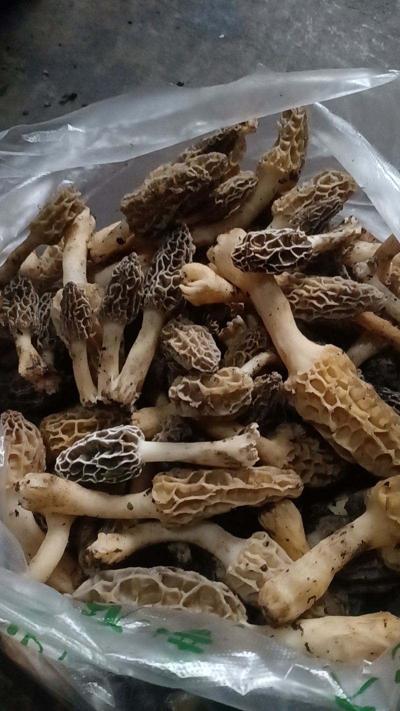 野生羊肚菌