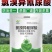 氯溴异氰尿酸农药杀菌剂病毒细菌真菌溃疡根基腐烂疮痂角斑稻瘟枯