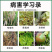 氯溴异氰尿酸农药杀菌剂病毒细菌真菌溃疡根基腐烂疮痂角斑稻瘟枯