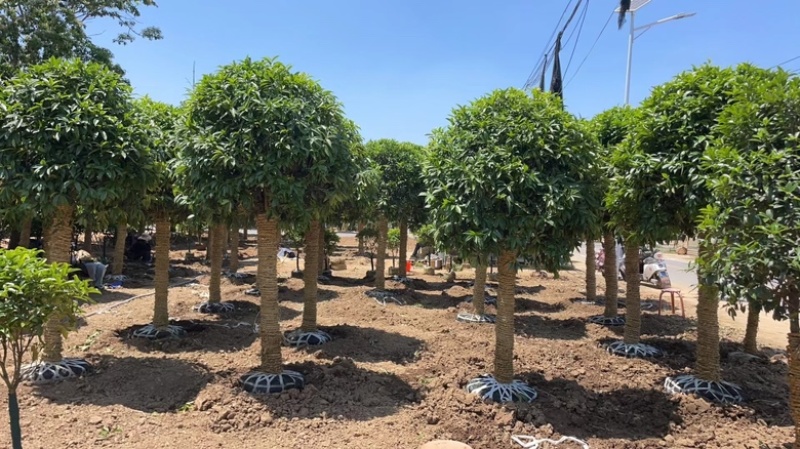桂花桂花苗桂花盆景全部现挖现卖基地直销