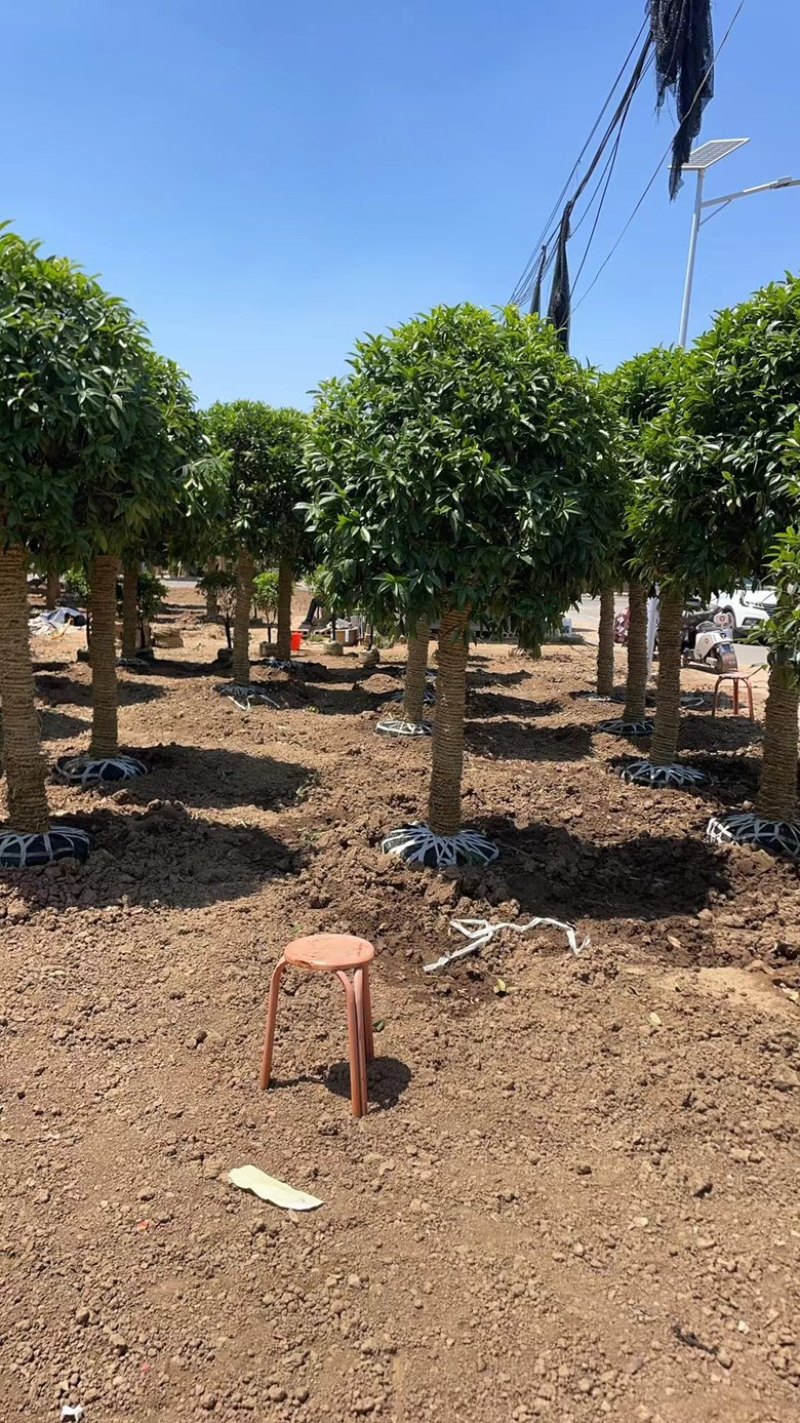桂花桂花苗桂花盆景全部现挖现卖基地直销