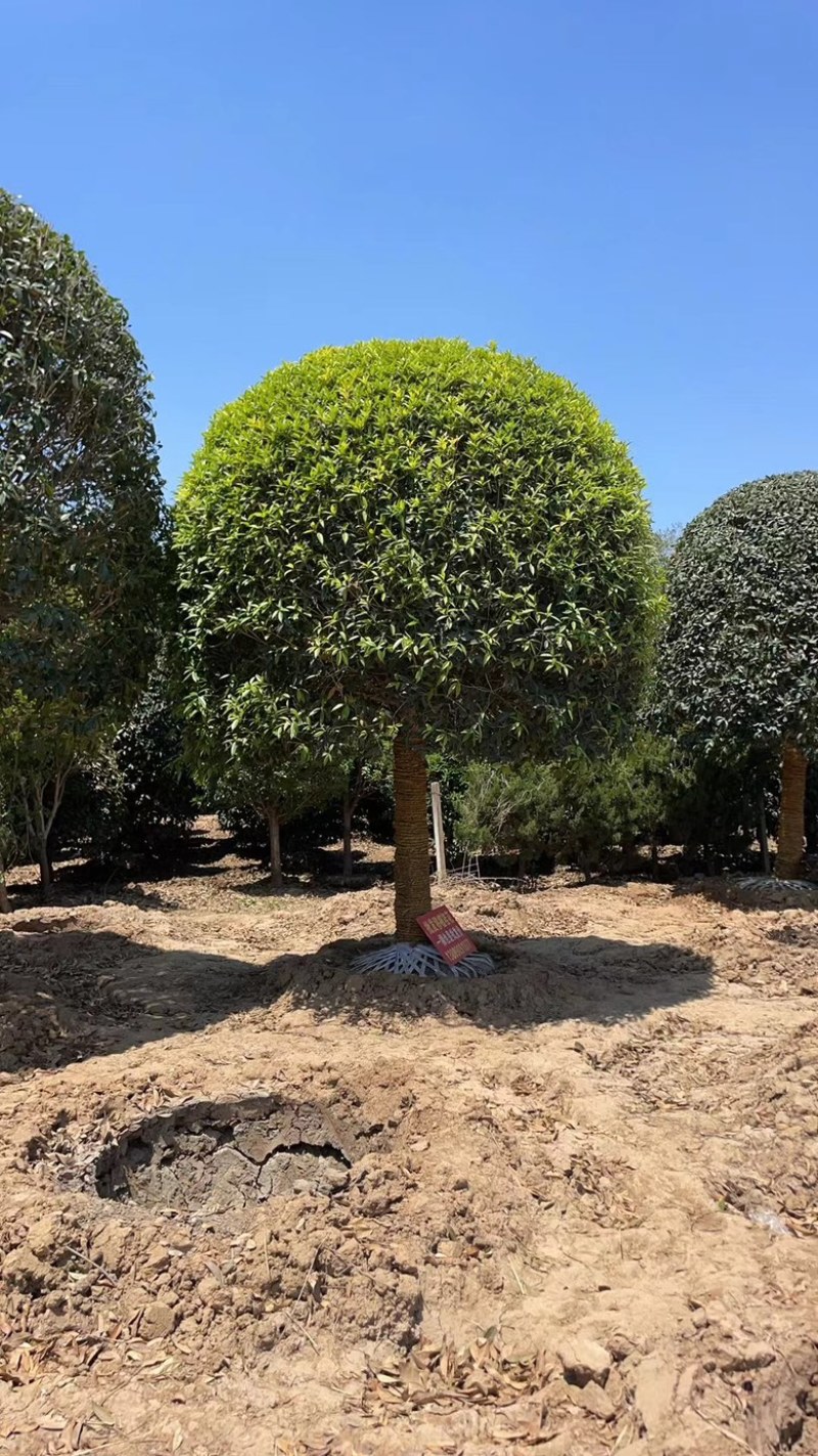 桂花桂花苗桂花盆景全部现挖现卖基地直销