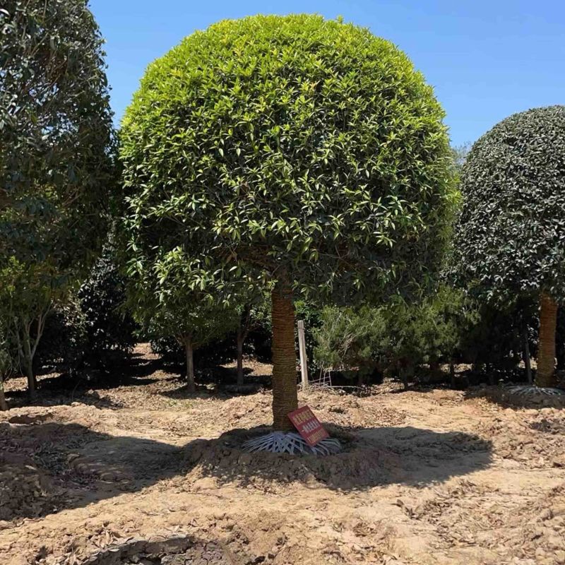 桂花盆景免费包邮基地直销量大免费提供发票