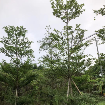 大量8-10分细叶榄仁需要老板联系
