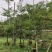 大量8-10分细叶榄仁需要老板联系