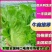 【甄选】生菜意大利生菜全国产地代收代发诚信商家保质保量