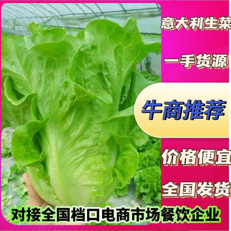 【甄选】生菜意大利生菜全国产地代收代发诚信商家保质保量