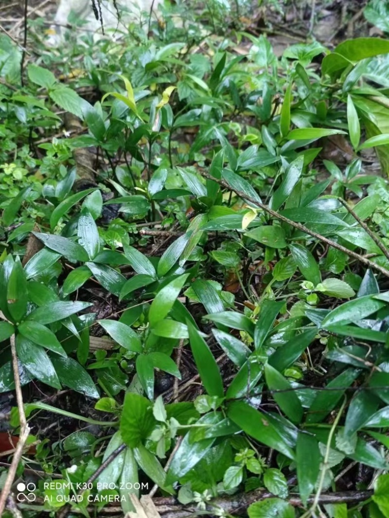 竹柏批发