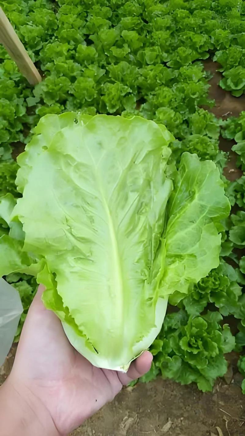 【甄选】生菜意大利生菜全国产地代收代发诚信商家保质保量